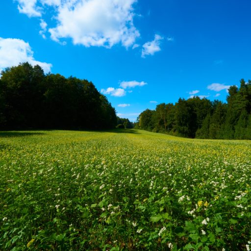 Bou´s und Ness Testbox