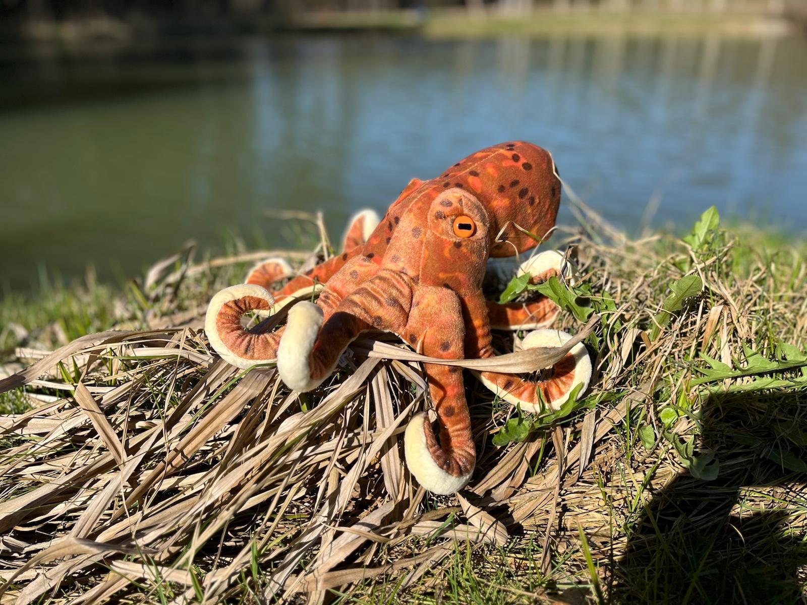 Bou´s und Ness Testbox